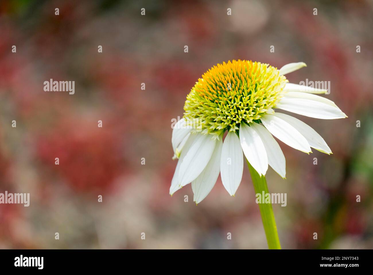Testa di riccio di Prairie (Echinacea pallida), chiamata anche testa di riccio pallido, Renania settentrionale-Vestfalia, Germania Foto Stock