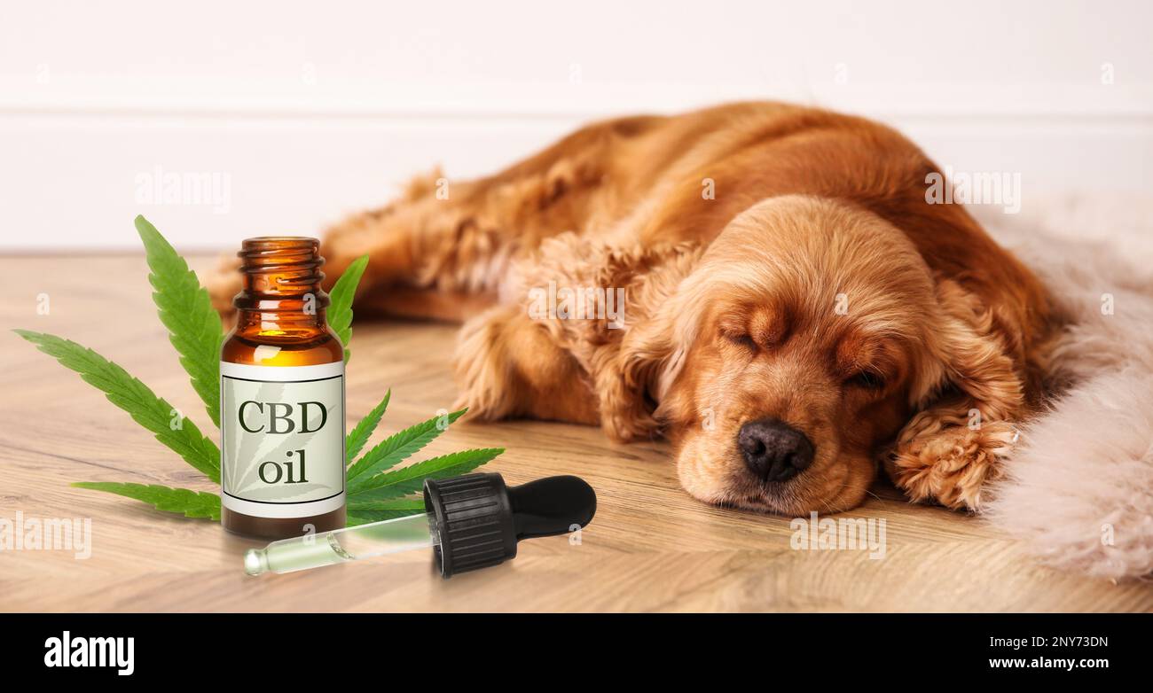 Bottiglia di olio CBD e cane adorabile che dorme sul pavimento all'interno Foto Stock