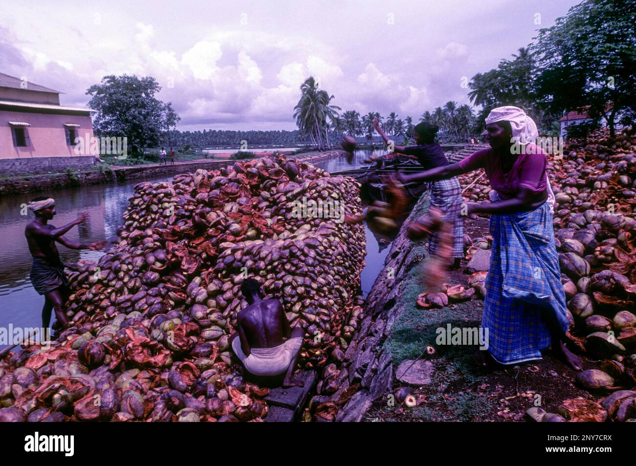 Lavorazione del cocco piccola industria. Materie prime Coconut Husk viene raccolto e trasportato attraverso le acque interne di Kodungaloor, Kodungallur, Kerala, Sud Foto Stock