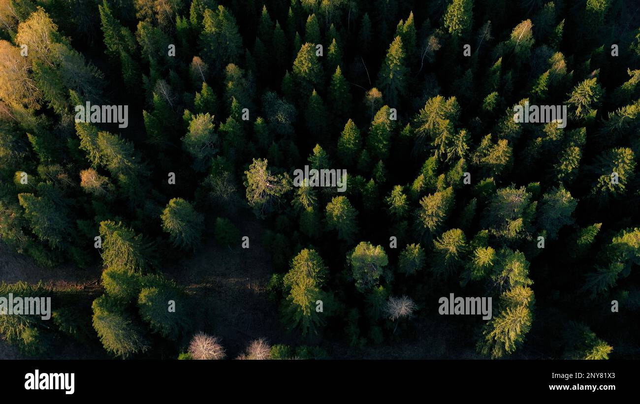 Vista dall'alto verso il basso della foresta autunnale, tiro aereo nel bosco autunnale. Fermo. Il drone sorvola i pini e le cime degli alberi gialle Foto Stock