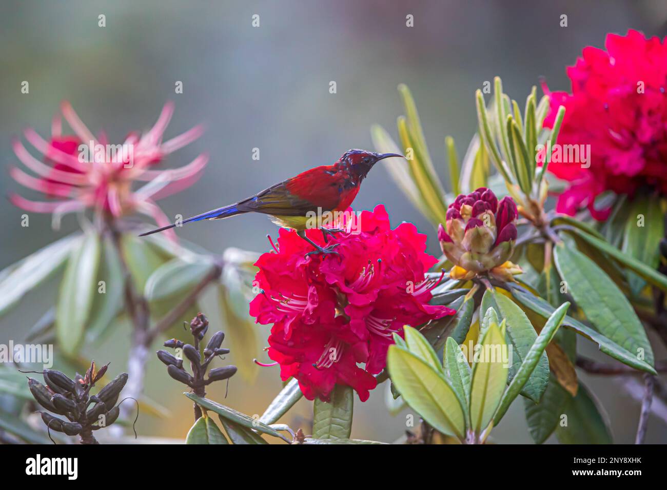 Primo piano di un Sunbird a gola blu che si nutre di un fiore di Rhododendron in piena fioritura. Catena montuosa dell'Himalaya. Foto Stock