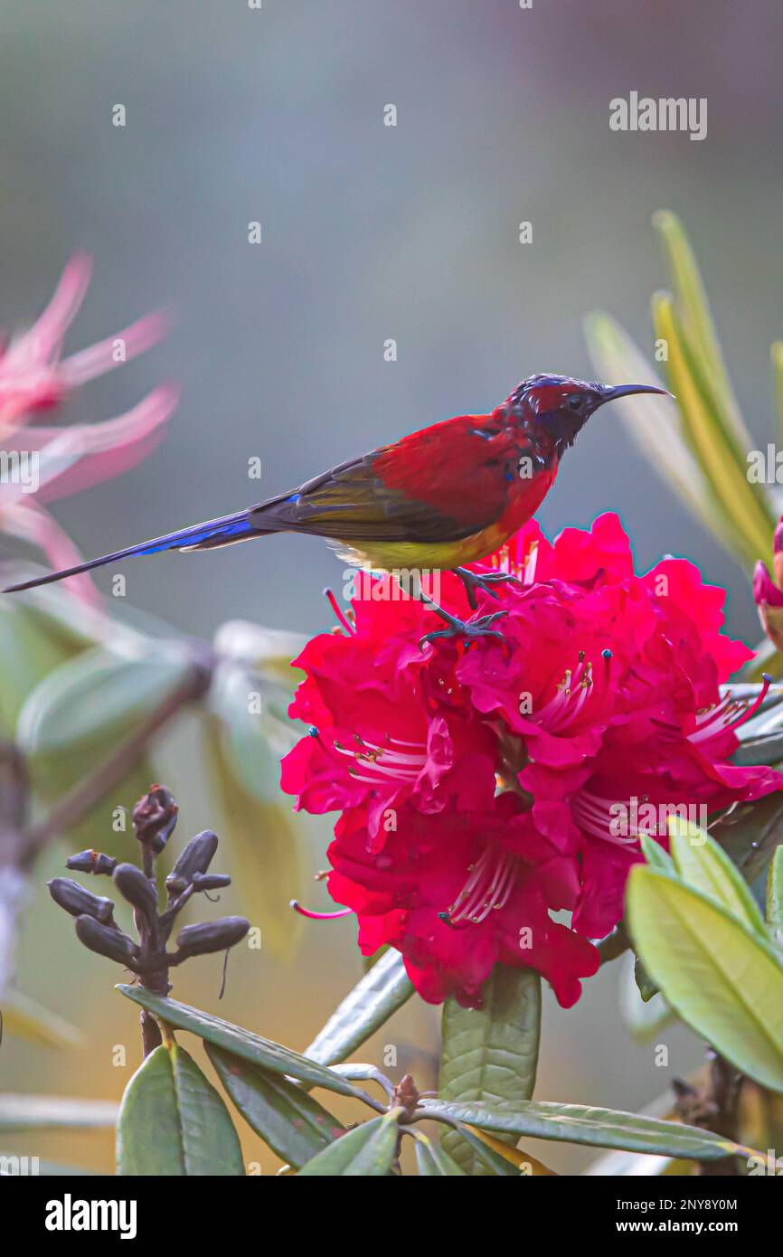 Primo piano di un Sunbird a gola blu che si nutre di un fiore di Rhododendron in piena fioritura. Catena montuosa dell'Himalaya. Foto Stock
