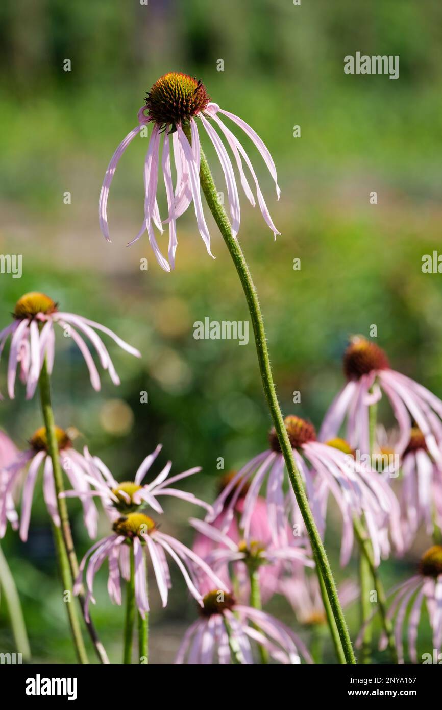 Echinacea simulata, il fiore di glade, fiori rosa pallido, petali che gocciolano cono centrale arancione-marrone Foto Stock