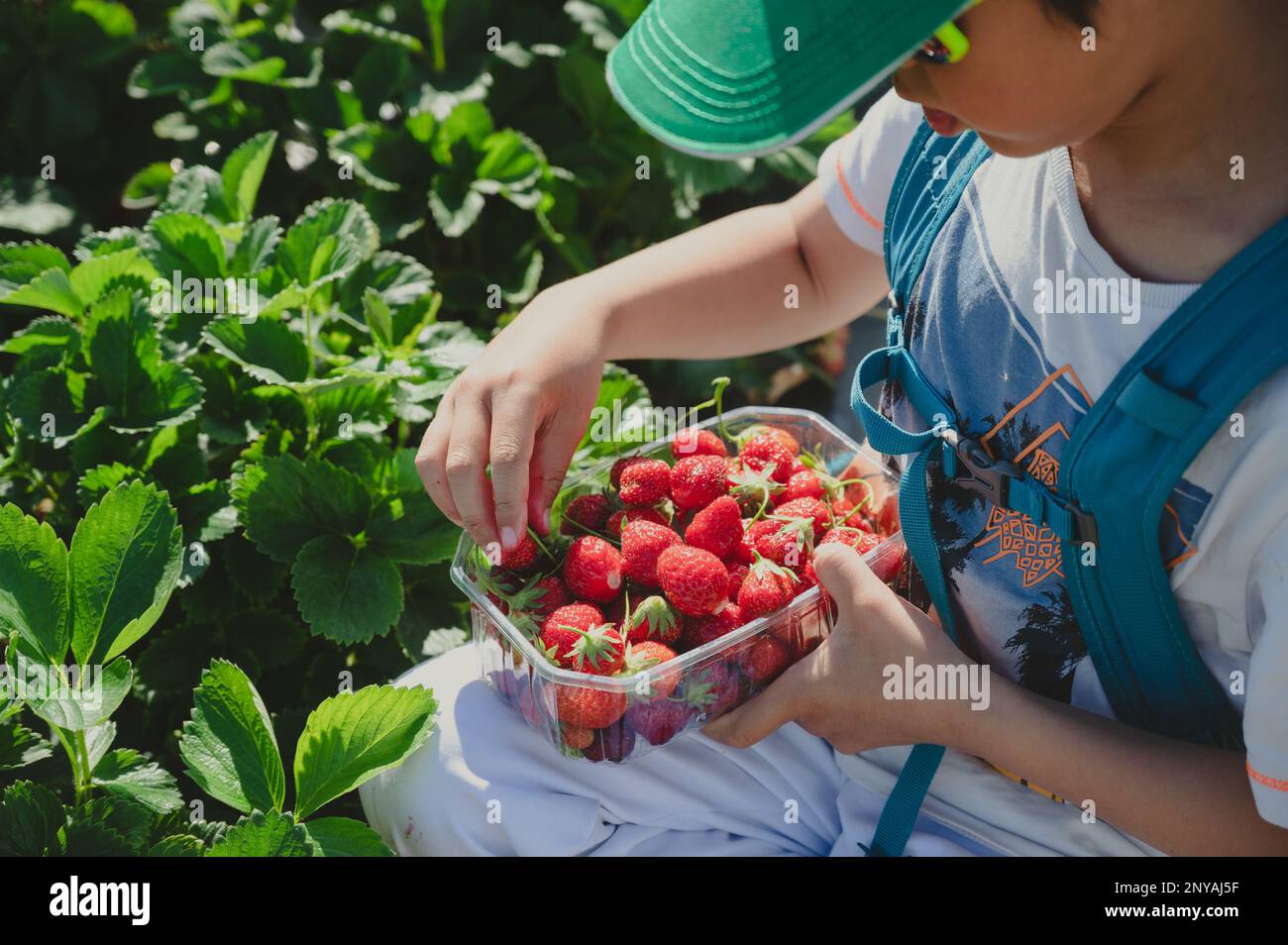 Bambino che raccoglie le fragole. Un ragazzo asiatico nella fattoria biologica in primavera. Foto Stock