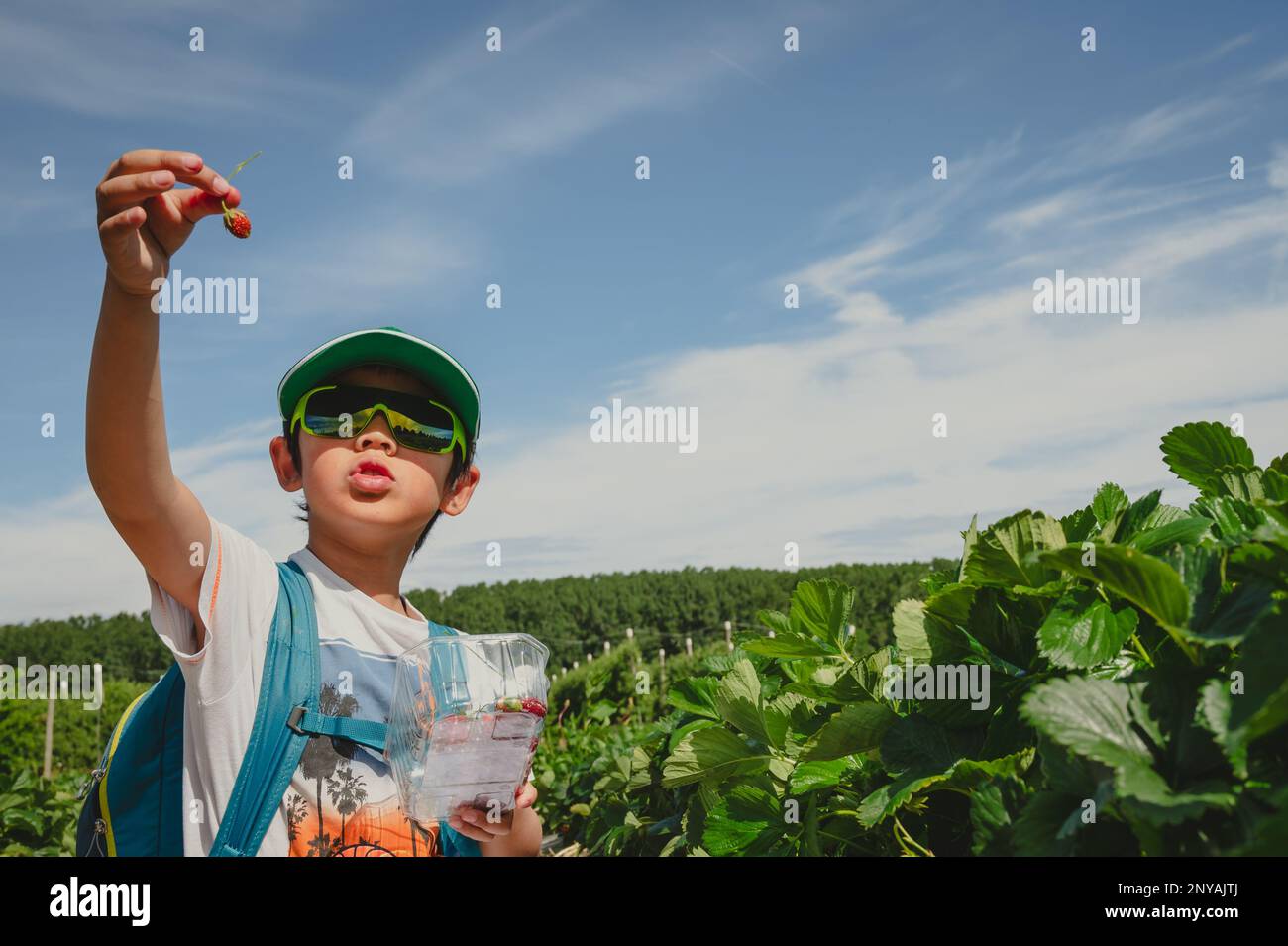 Bambino che raccoglie le fragole. Un ragazzo asiatico nella fattoria biologica in primavera. Foto Stock