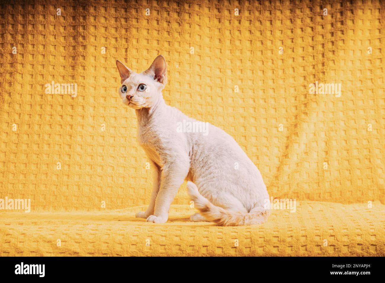 Giovane gattino bianco Devon Rex. Gatto di razza Inglese dai capelli corti con occhi blu su sfondo giallo. Shorthair PET Cat. Foto Stock