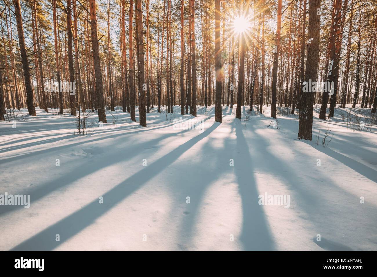 Belle Blue Shadows from Pines Trees in Motion su Winter Snowy Ground. Sole Sunshine nella foresta. Tramonto luce del sole che brilla attraverso Pine Greenwoods Foto Stock