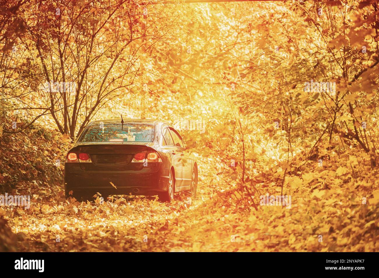 Auto parcheggiata su strada, sentiero, strada, corsia, sentiero nella foresta d'autunno. Sole luminoso che splende attraverso la tettoia degli alberi boschi. Luce del sole nella foresta decidua, autunno Foto Stock