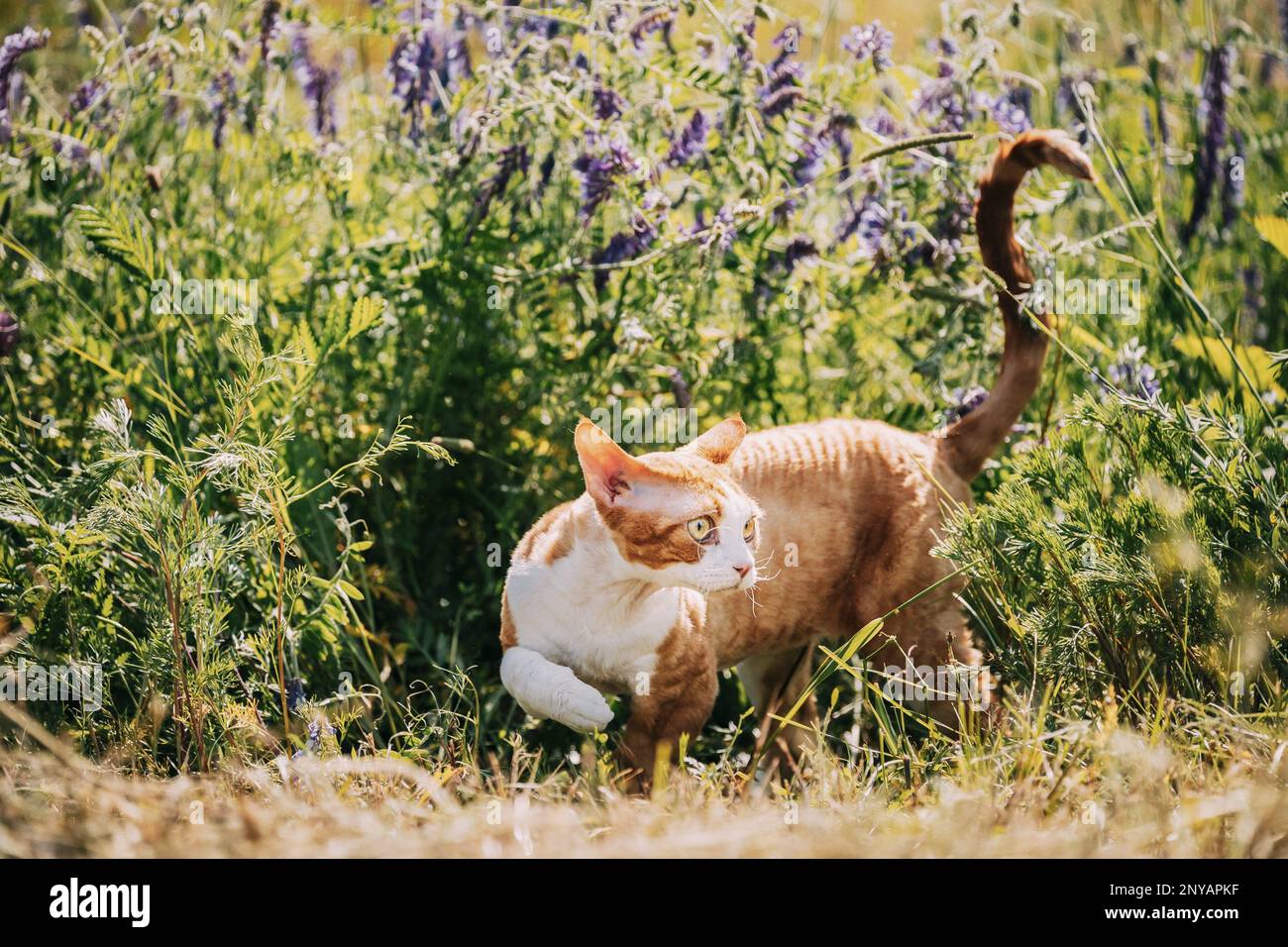 Divertente curioso giovane zenzero rosso Devon Rex Kitten passo in erba verde e fiori estivi. Gatto a pelo corto di razza inglese. Gli animali domestici sono deliziosi Foto Stock