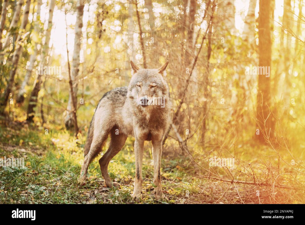 Foresta lupo eurasiatico, Nome scientifico - Canis lupus in ambiente naturale. Foresta nella stagione autunnale. Habitat naturale. Gray o Grey Wolf noto anche come Foto Stock