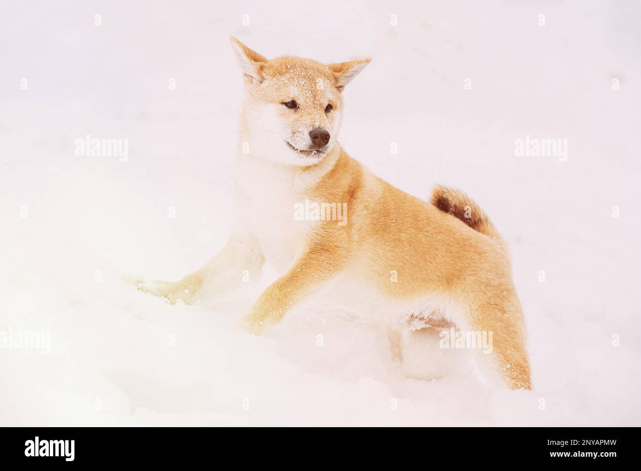 Cane spruzzato di neve. Shiba Inu giocosamente attraverso nevicate. Curioso giovane giapponese di piccole dimensioni Shiba Inu Dog giocare all'aperto in neve, Snowdrift a. Foto Stock