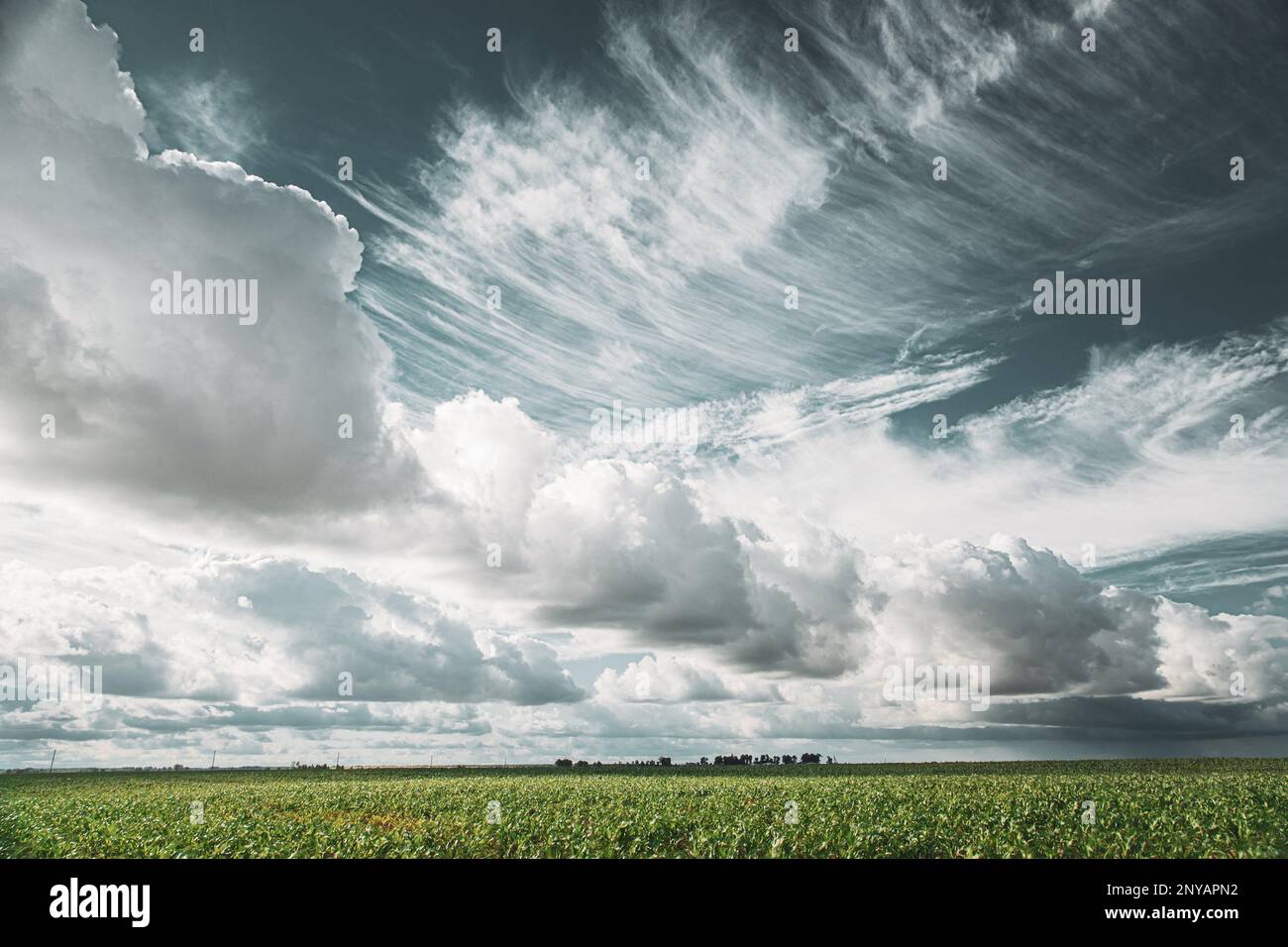 Cumulus nuvole sopra il campo di mais in Primavera Estate nuvoloso giorno. Stagione del mais del raccolto. Le nuvole di Stratus su campo rurale. Cielo con nuvole su orizzonte. Bene Foto Stock