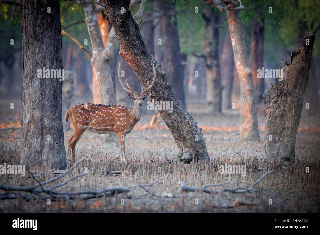 Wild Chital, noto anche come cervi macchiati, cervi e cervi asse. Questa foto è stata scattata da Sundarbans. Foto Stock