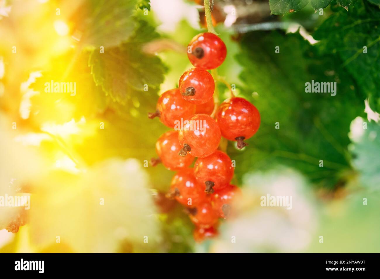 Ribes rosso ramo in luce solare dolce Flare. Bacche biologiche crescenti. Ribes maturo in frutteto. Foto Stock