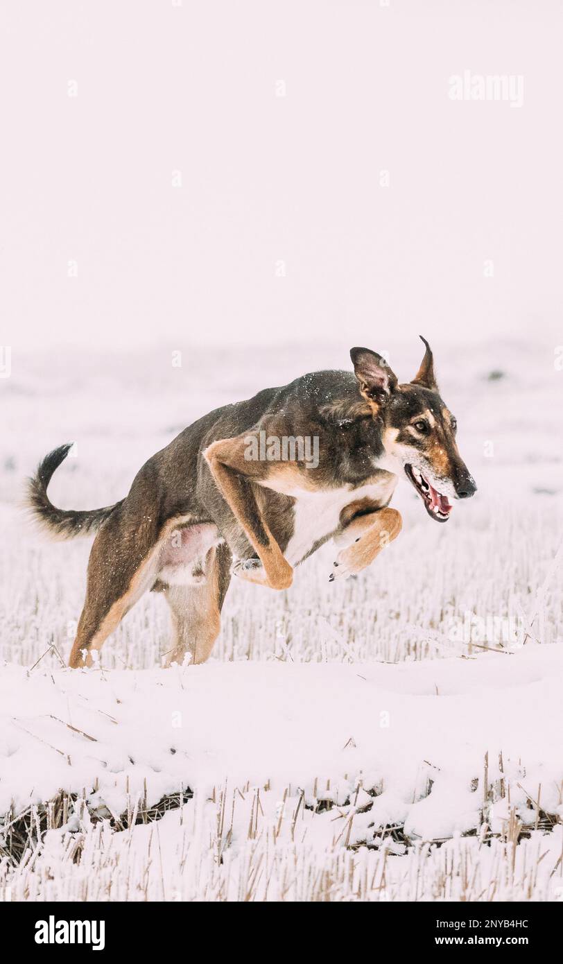 Caccia Sighthound Hortaya Borzaya cane Jumping durante la lepre-caccia al giorno d'inverno in campo nevoso. Foto Stock