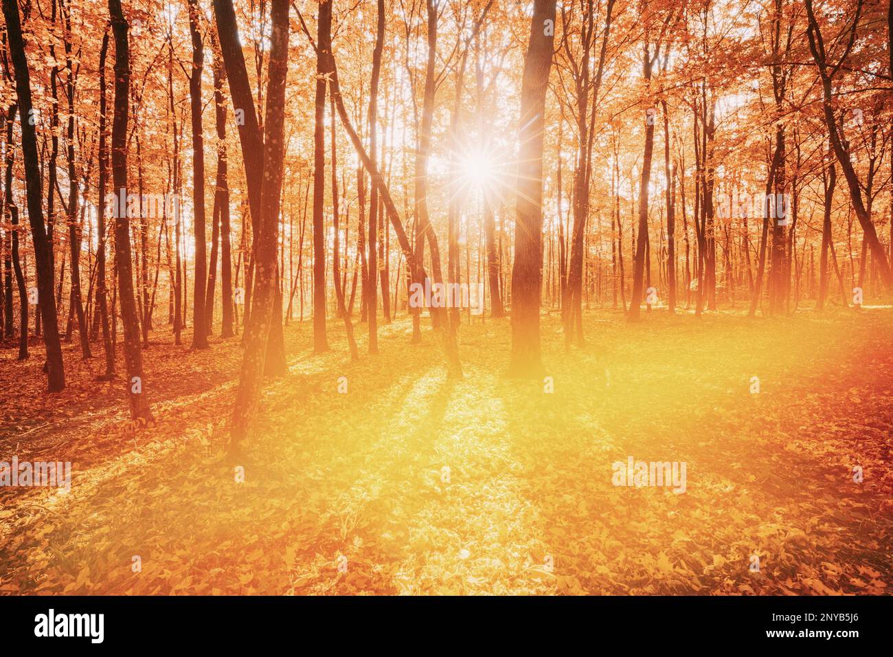 Colori ricchi e saturazione. Foresta d'autunno luminosa durante la bella serata al tramonto. Sole luce attraverso boschi e alberi nel paesaggio Autunno Foresta. Foto Stock