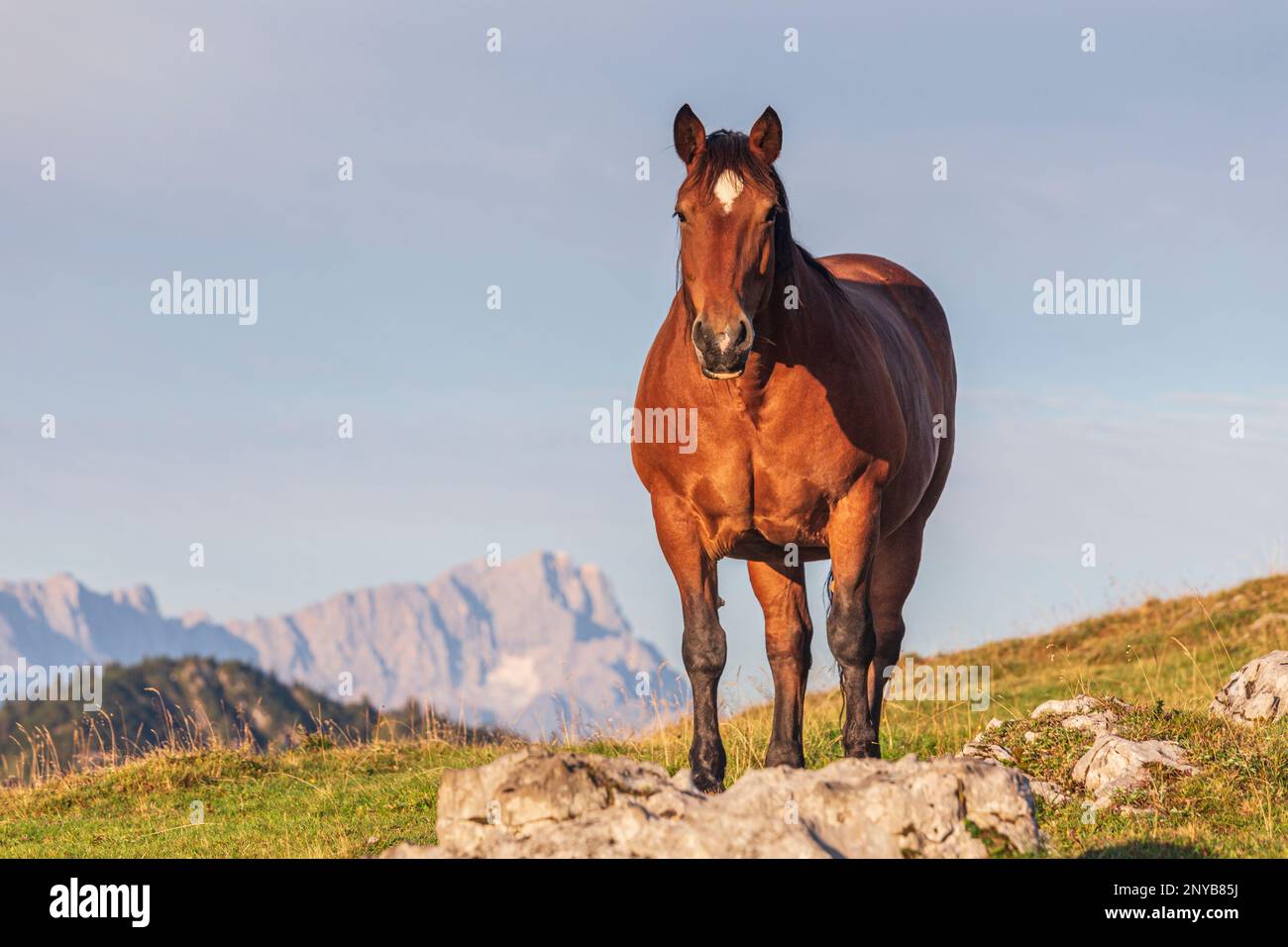 Cavallo, Simetsberg, sullo sfondo Zugspitze, Alpi Bavaresi, Baviera, Alpi, Germania, Europa Foto Stock