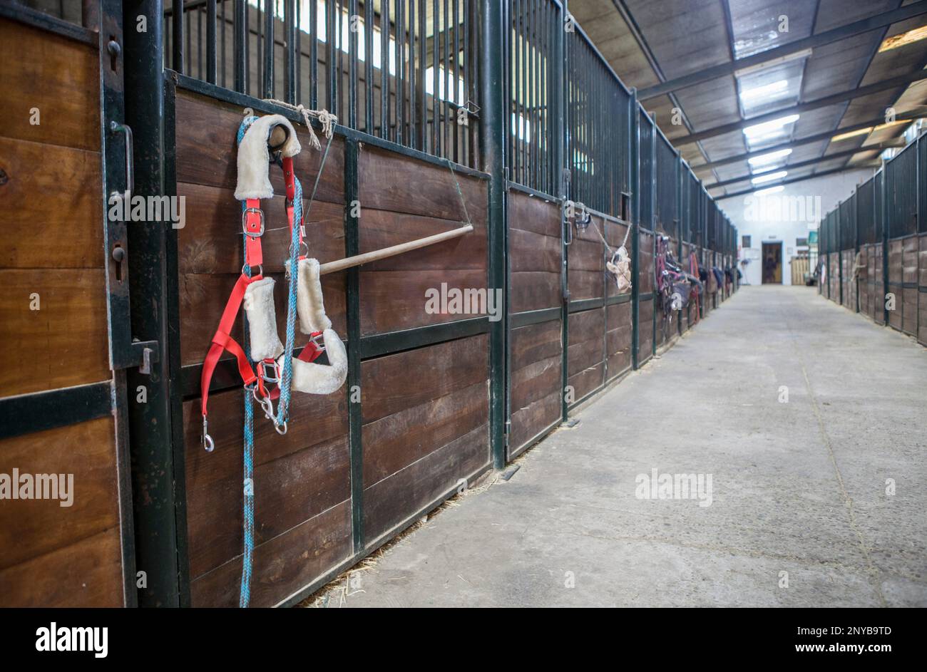 Corridoio della scuderia a cavallo. Struttura equestre creata per ospitare cavalli. Foto Stock