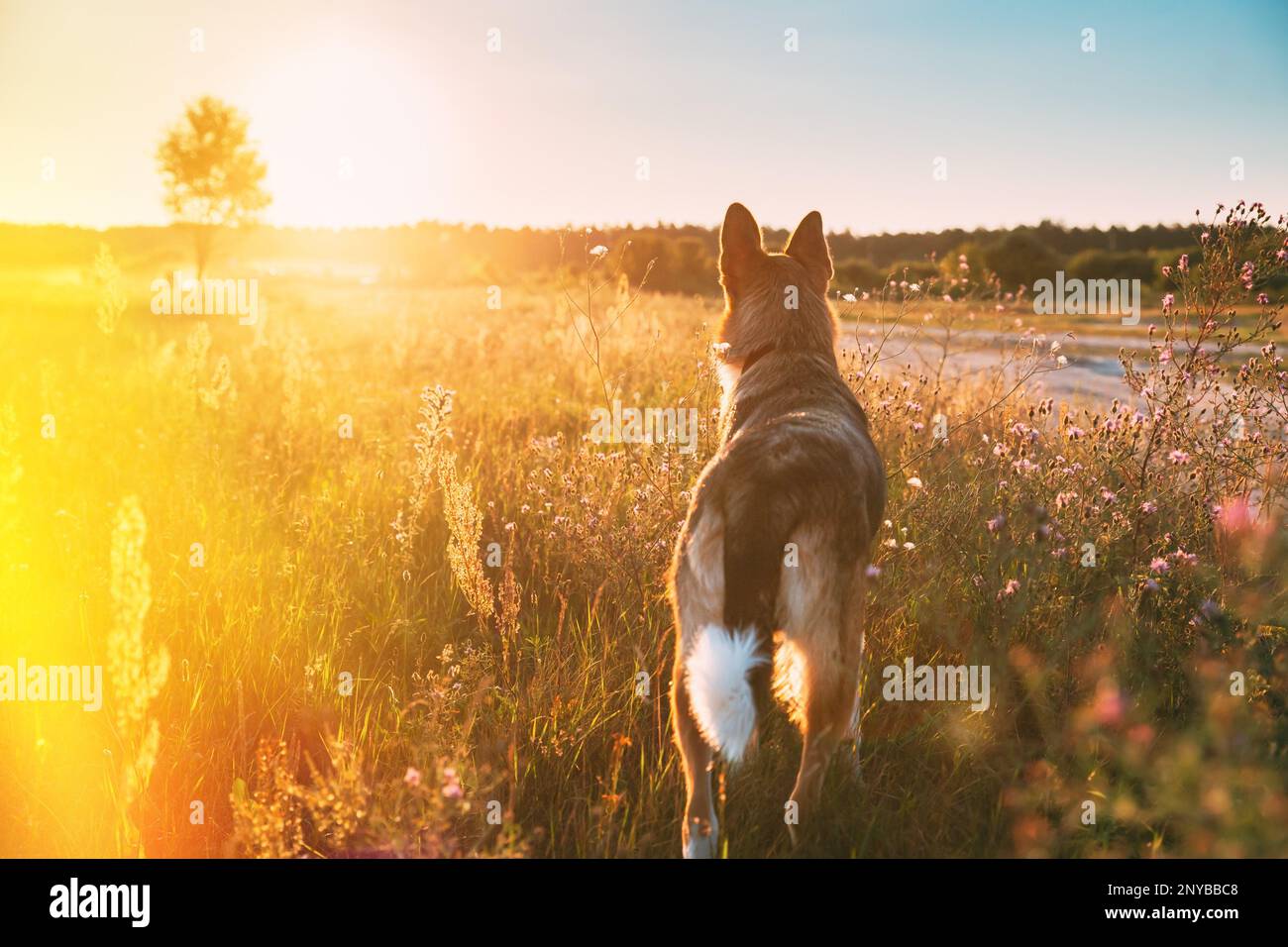 Divertente cane di razza mista camminare in erba prato d'estate al tramonto. Sera luce del sole estiva. Incredibile vista panoramica raggi luminosi. Foto Stock