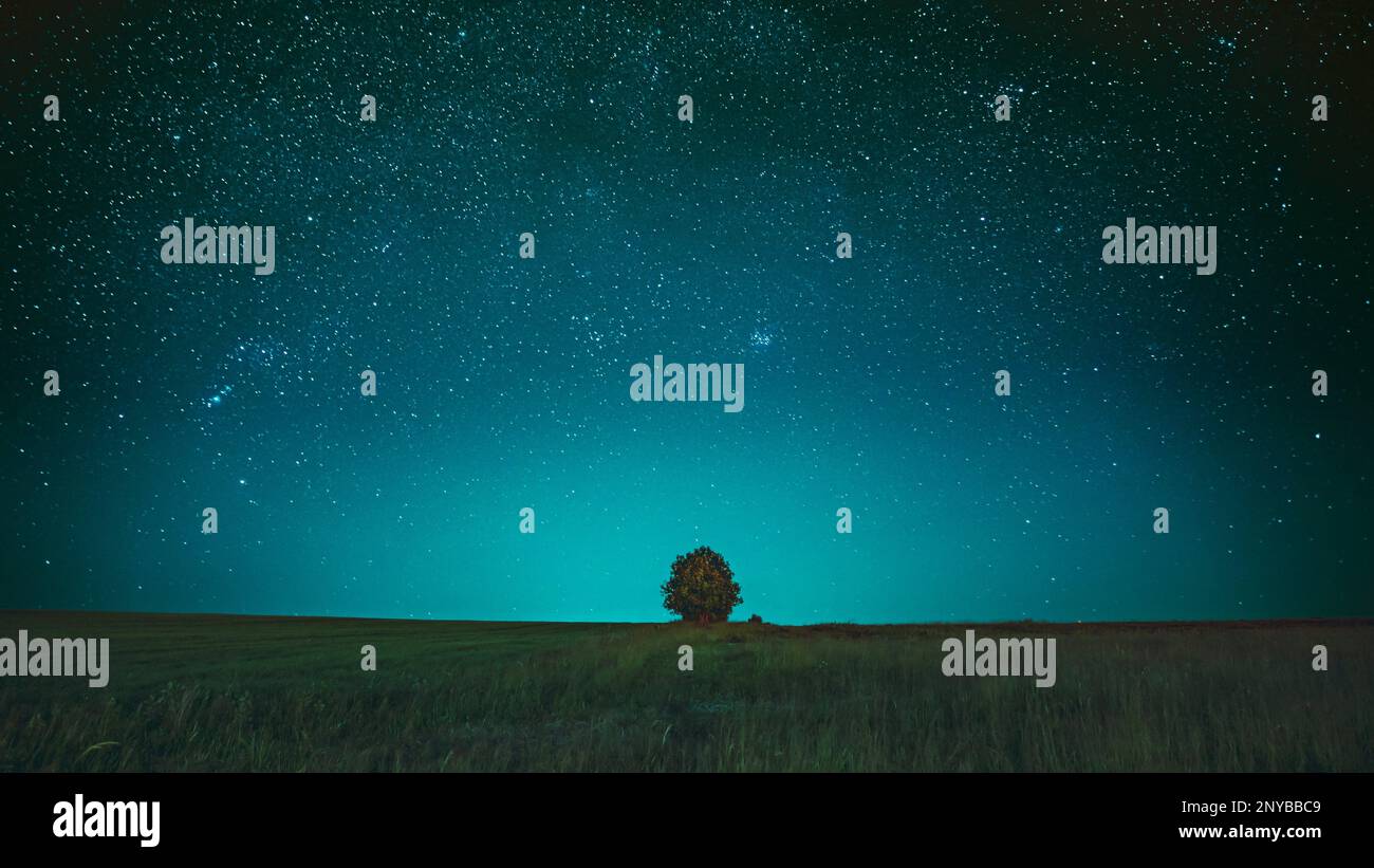 Incredibile cielo stellato di notte blu brillante sopra Lonely Tree in Meadow. Stelle luminose e legno nel paesaggio estivo della campagna. Foto Stock