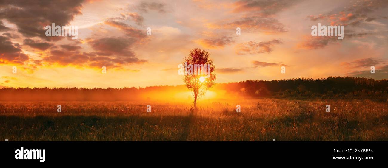 Tramonto Alba in Misty Autunno Prato Paesaggio con Lonely Tree. Sole il sole splende con la luce naturale attraverso l'albero di legno al mattino. Vista panoramica. Foto Stock