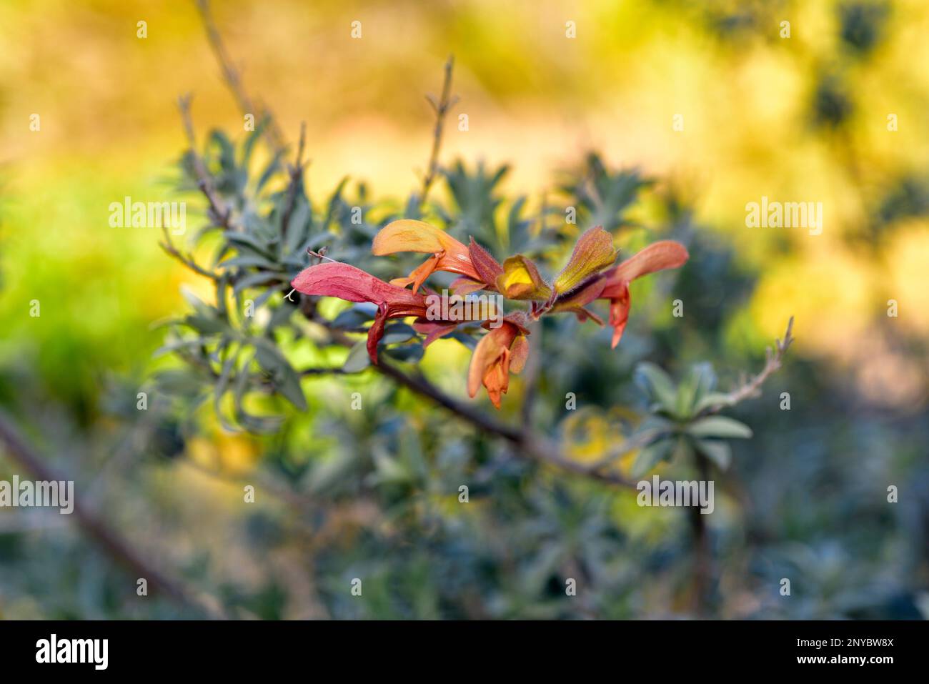 La salvia arrugginita (Salvia lanceolata) è un arbusto aromatico originario della costa sudafricana. Foto Stock