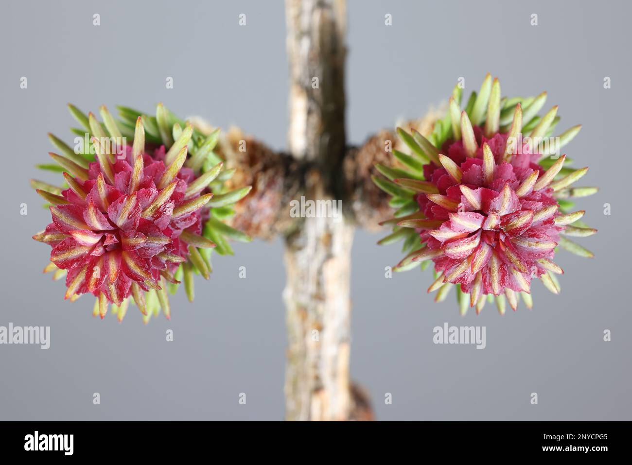 Coni femmina di Larix sibirica, conosciuto come larice siberiano o larice russo, fiorendo in aprile Foto Stock