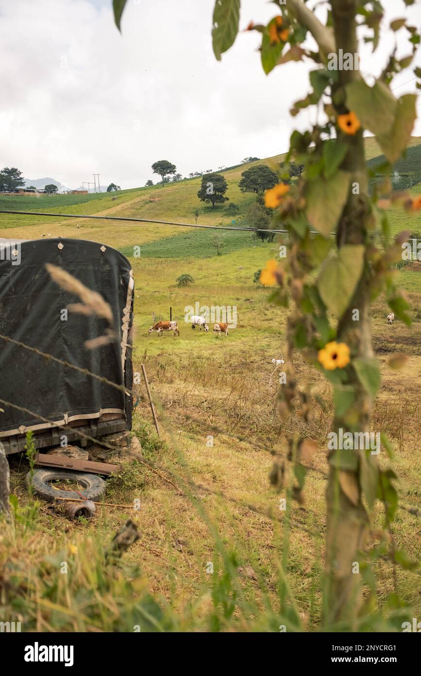 Mucche su un prato tra verdi colline Foto Stock