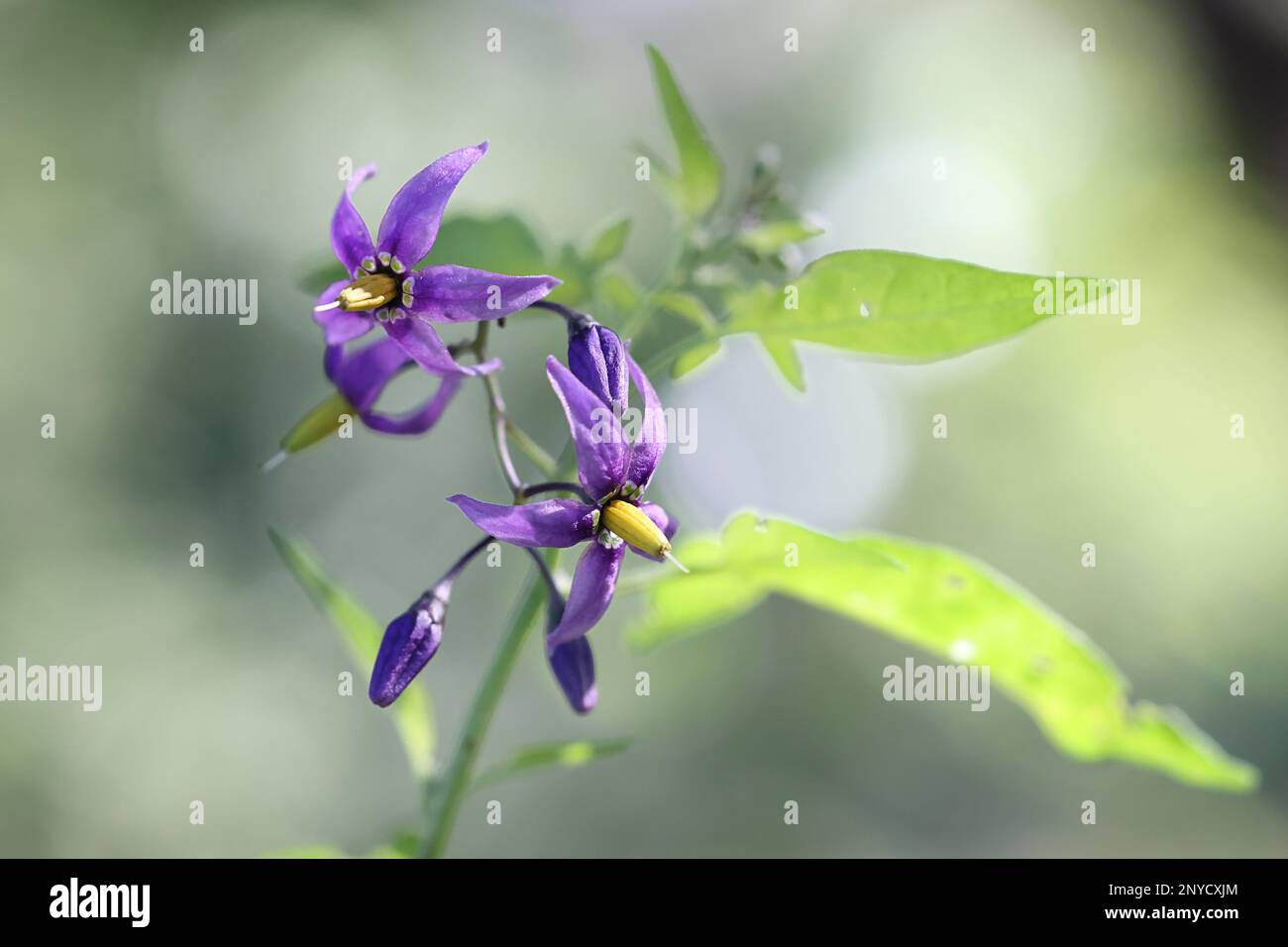 Amarognolo, Solanum dulcamara, conosciuto anche come Bindweed Blu o Bitter nightshade, pianta velenosa selvatica dalla Finlandia Foto Stock