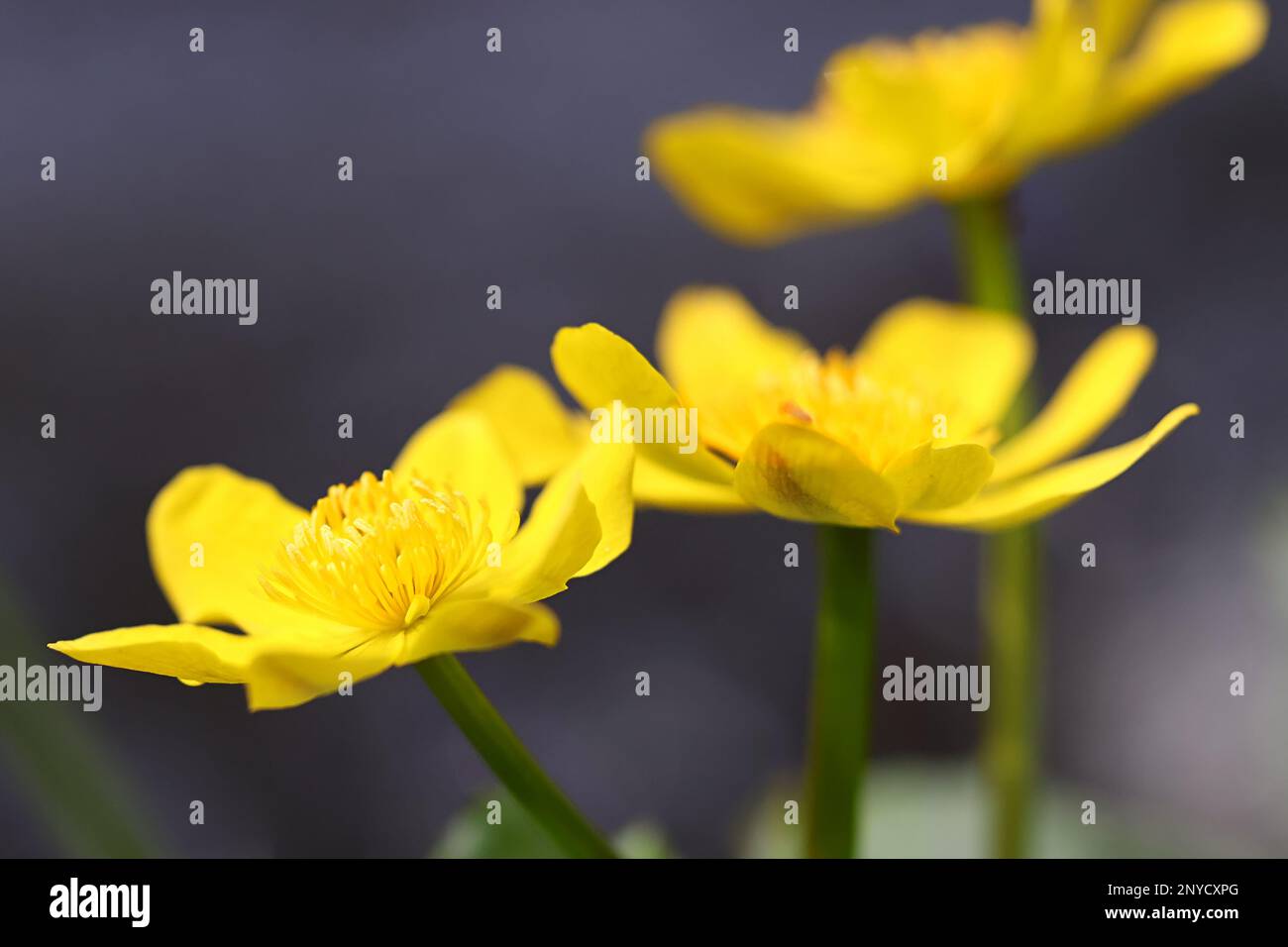Caltha palustris, conosciuta come marigold e kingcup, pianta selvatica dalla Finlandia Foto Stock