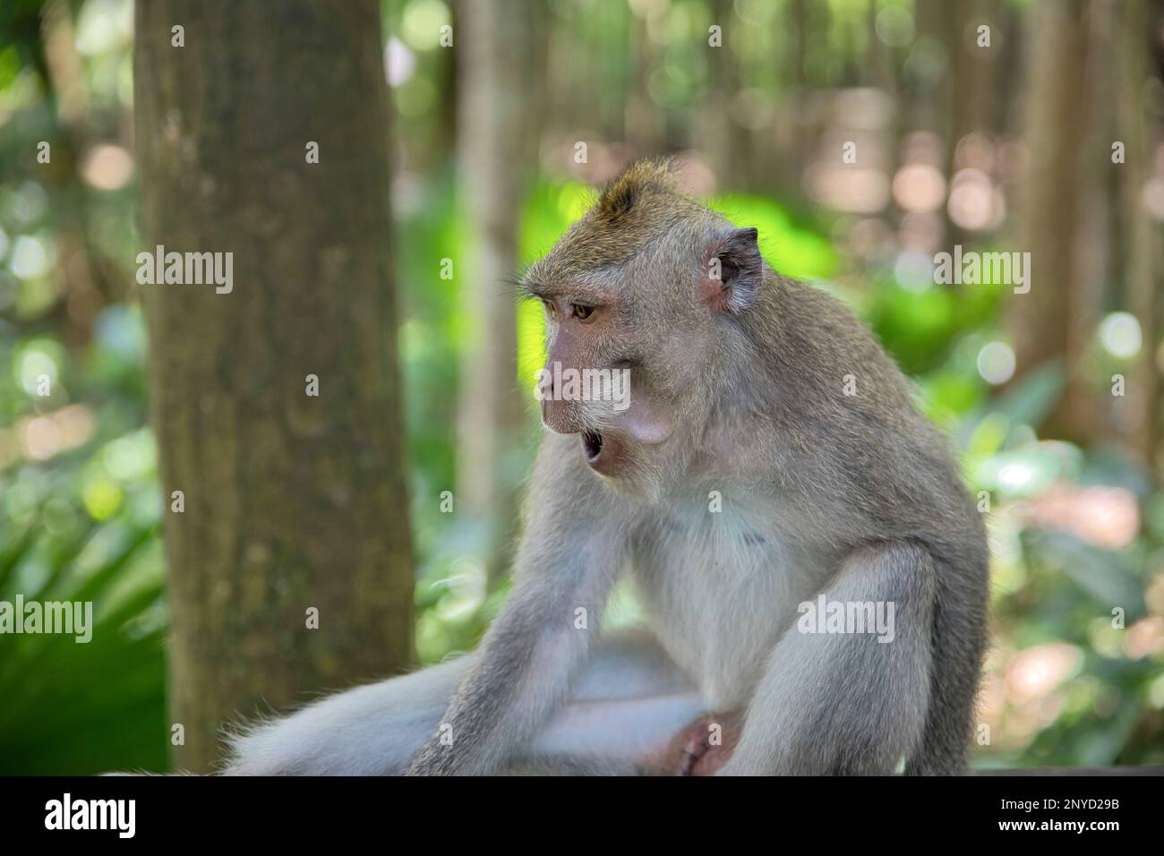 Primo piano di una scimmia cynomolgus adulta guardando qualcosa di stupendo, sullo sfondo diffondere la foresta pluviale. Foto Stock