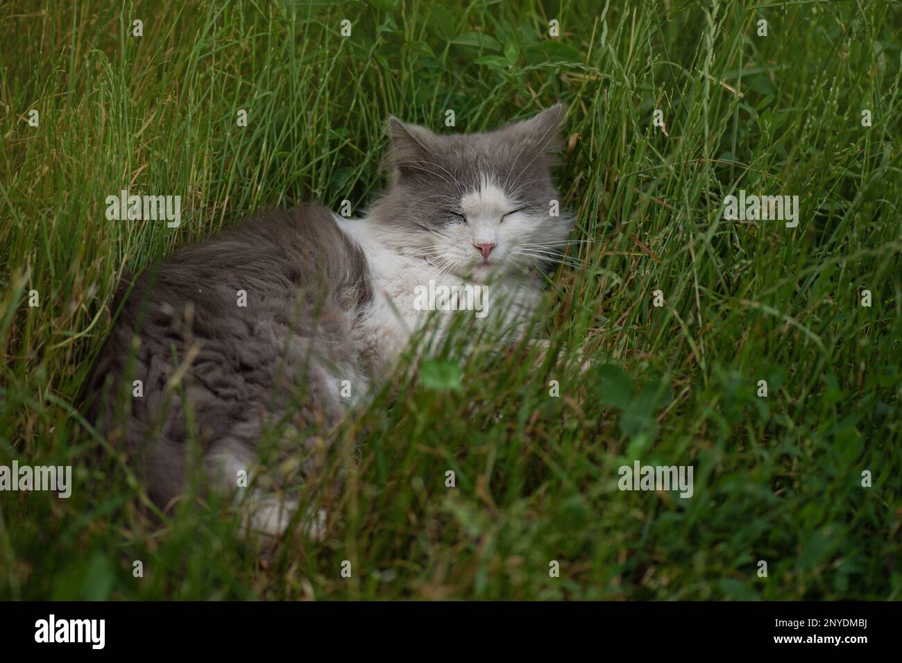 Lasciare il gatto fuori in modo che possa sentire il gusto della libertà e respirare aria fresca nel giardino. Foto Stock