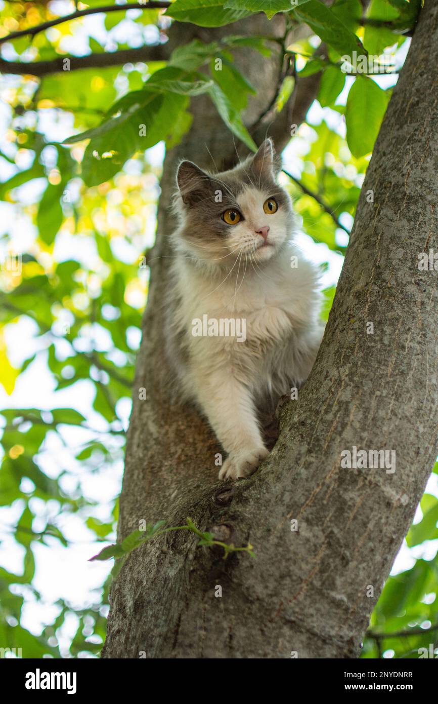 Gatto intelligente abile arrampicata su un albero e scende dall'albero. Gatto  sull'albero su uno sfondo naturale Foto stock - Alamy