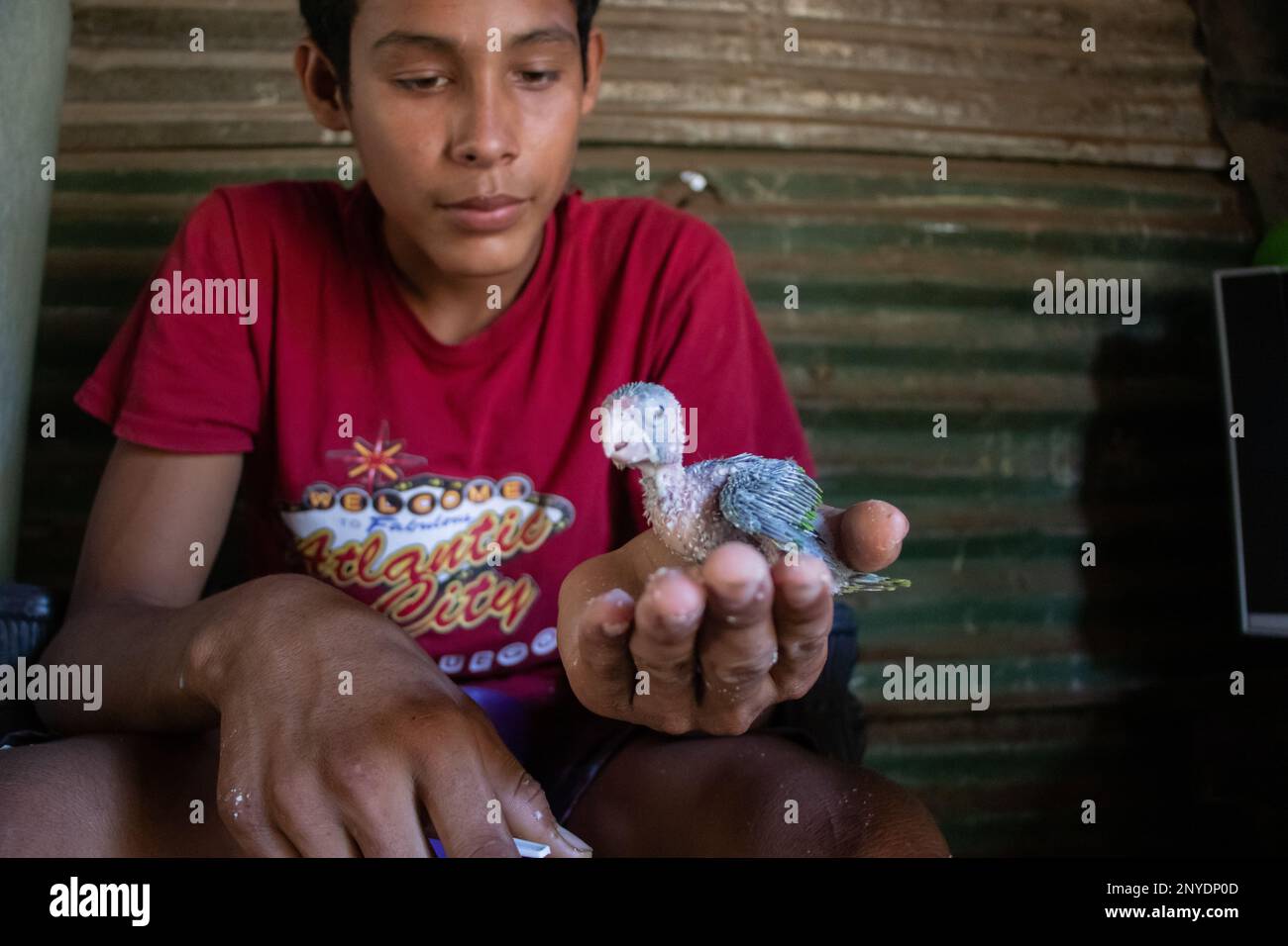 Giovane ragazzo che tiene un pulcino a Jiquilillo, Nicaragua Foto Stock