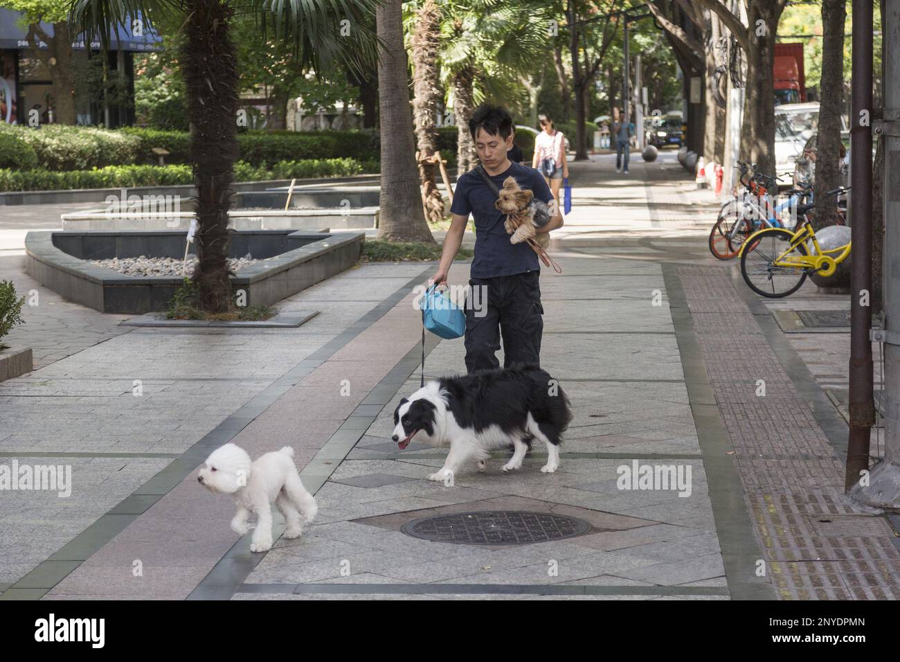 Servizio di dog walking a Shanghai Foto Stock
