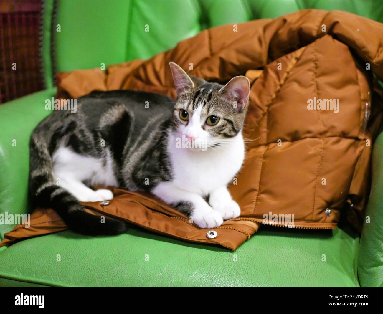 #TheAnimalKingdom Foto Stock