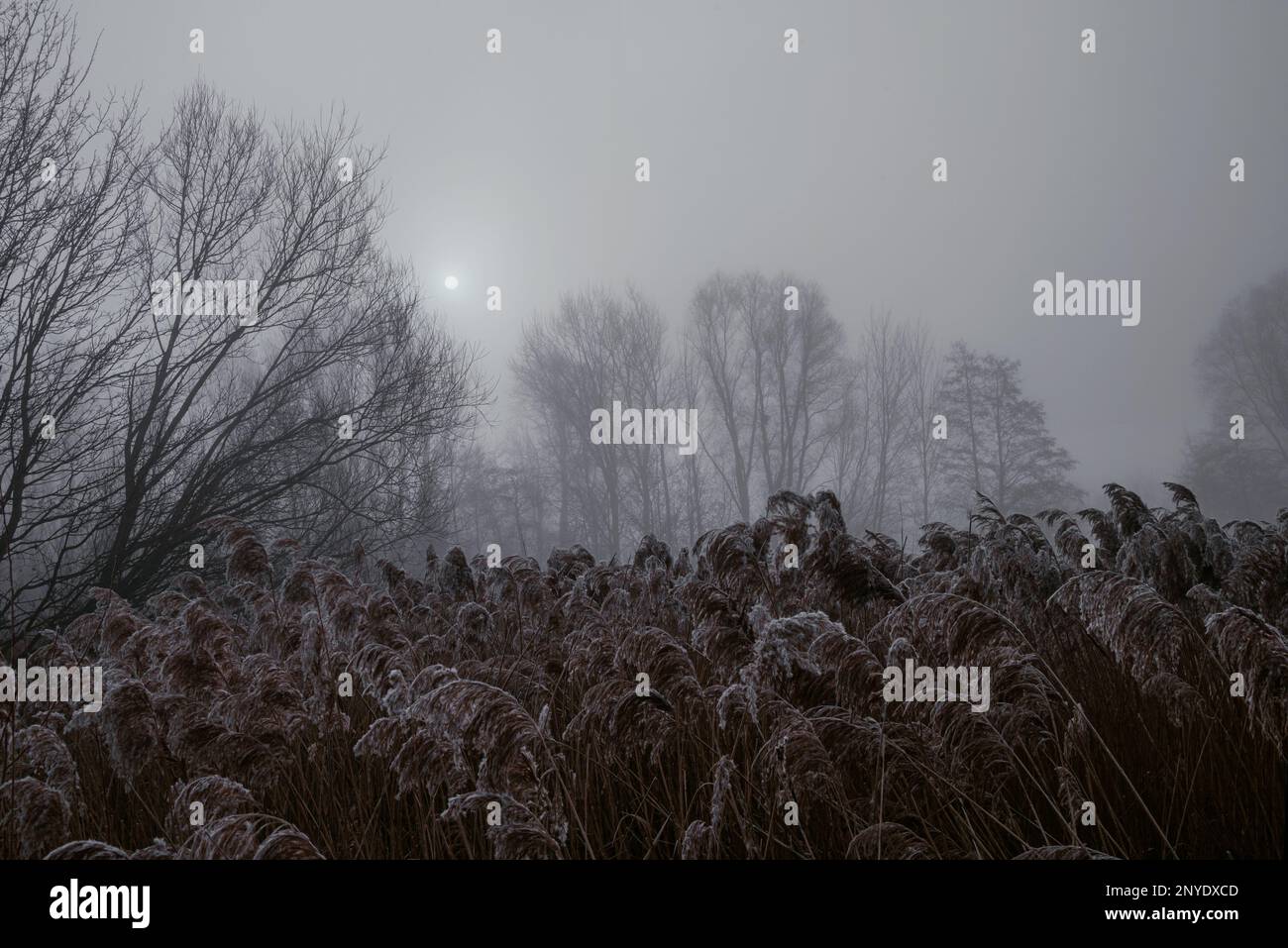 La luce solare penetra a malapena 4 Foto Stock
