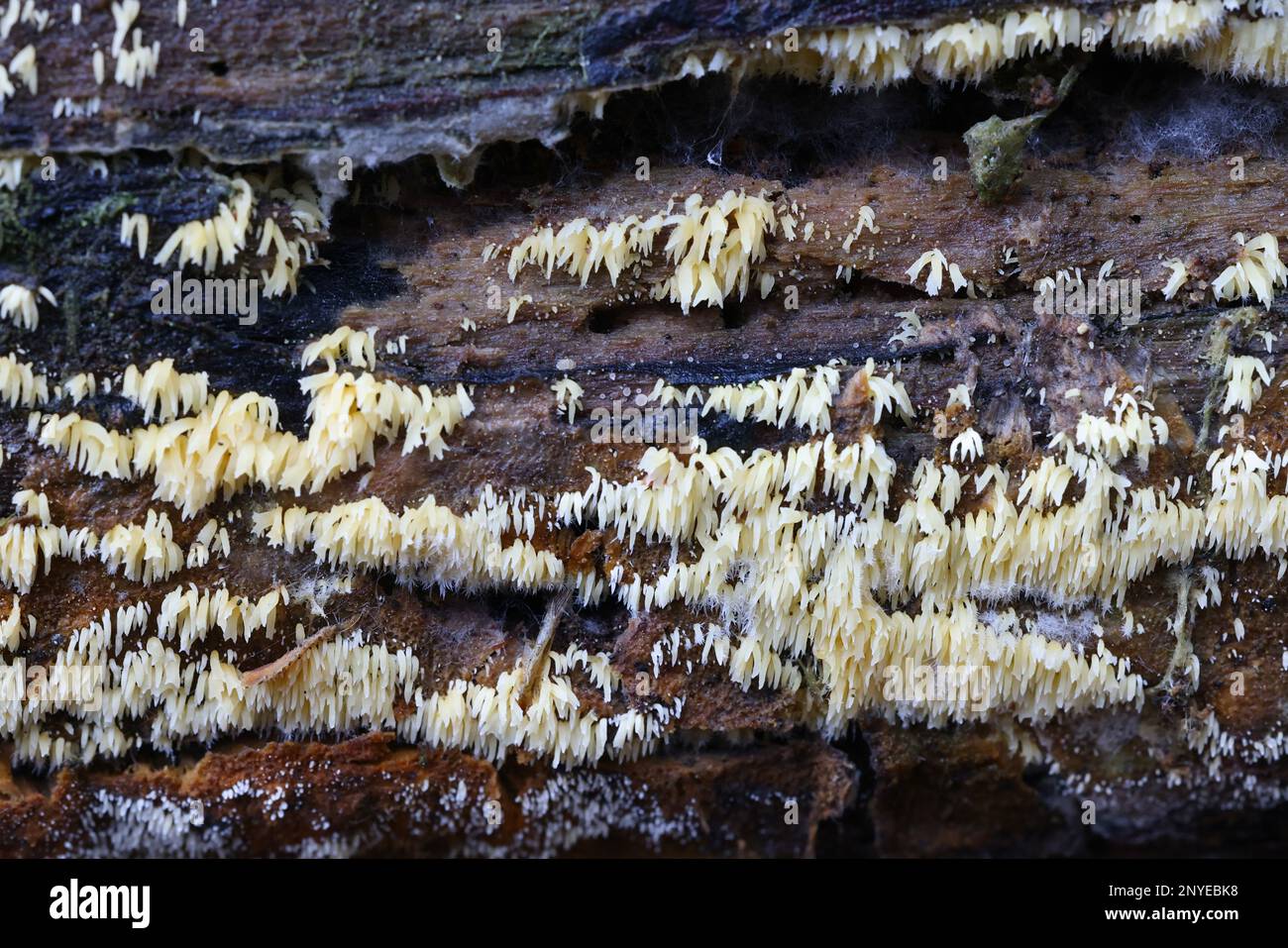 Mucorella calva, comunemente noto come fungo della colonna vertebrale swarming Foto Stock