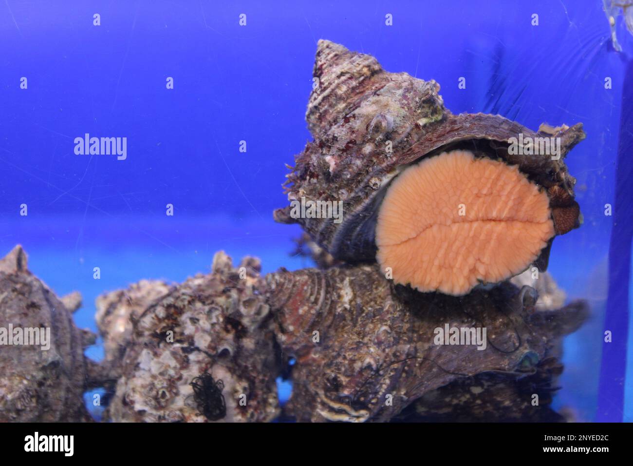 Lumache di mare in un acquario Foto Stock