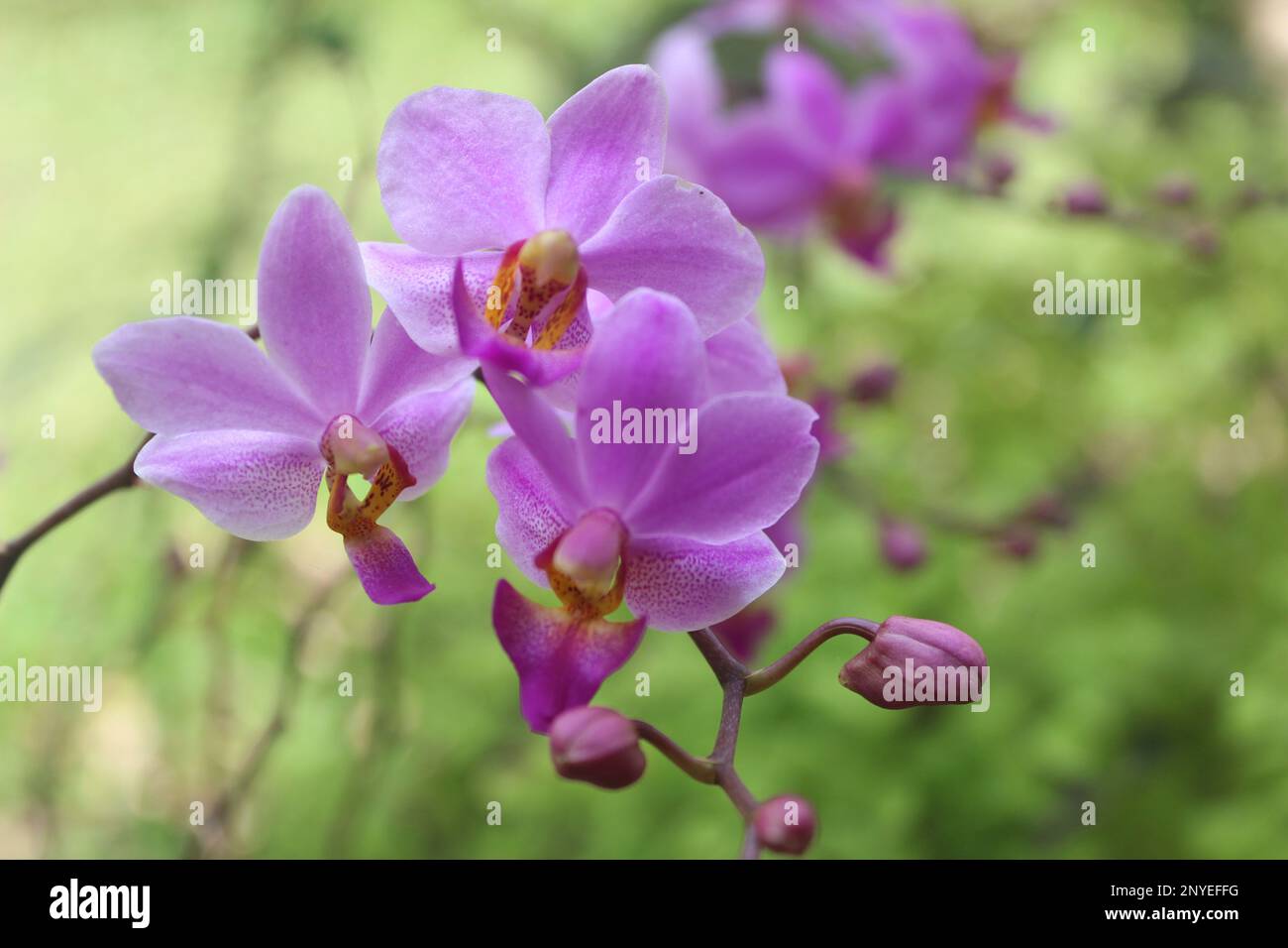 Porpora doritis fiore orchidea (Phalaenopsis pulcherrima) fioritura con sfondo sfocato Foto Stock