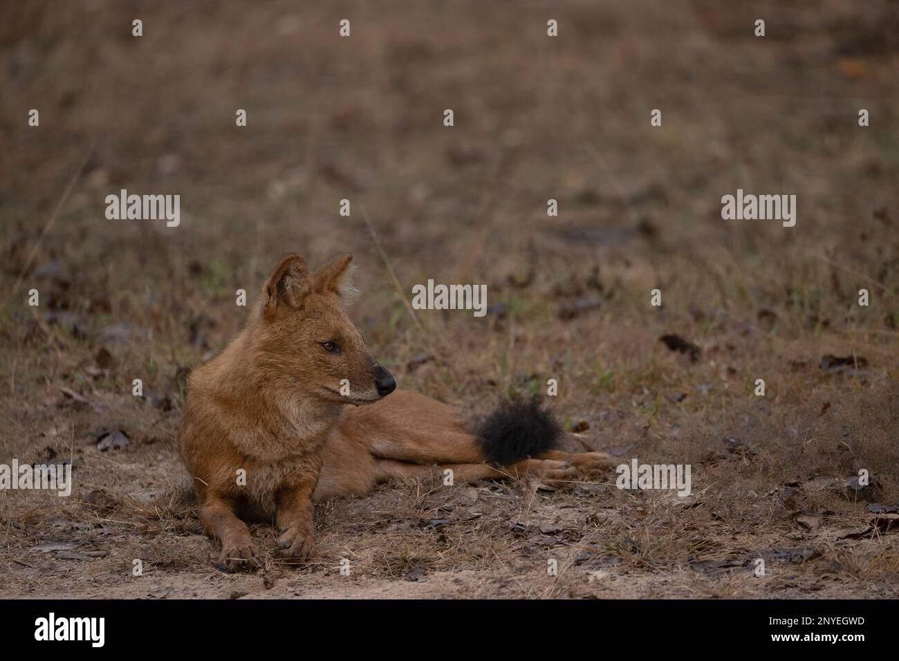 Asiatic Wild Dog, Dhole, Cuon Alpinus, Pench National Park, Madhya Pradesh, India Foto Stock