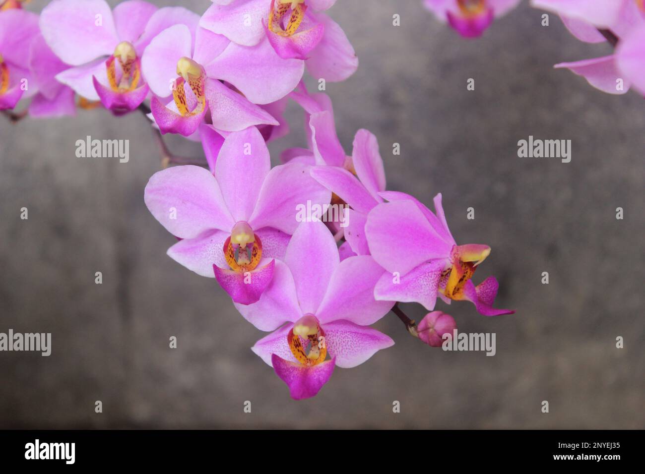 Porpora doritis fiore orchidea (Phalaenopsis pulcherrima) fioritura con sfondo sfocato Foto Stock