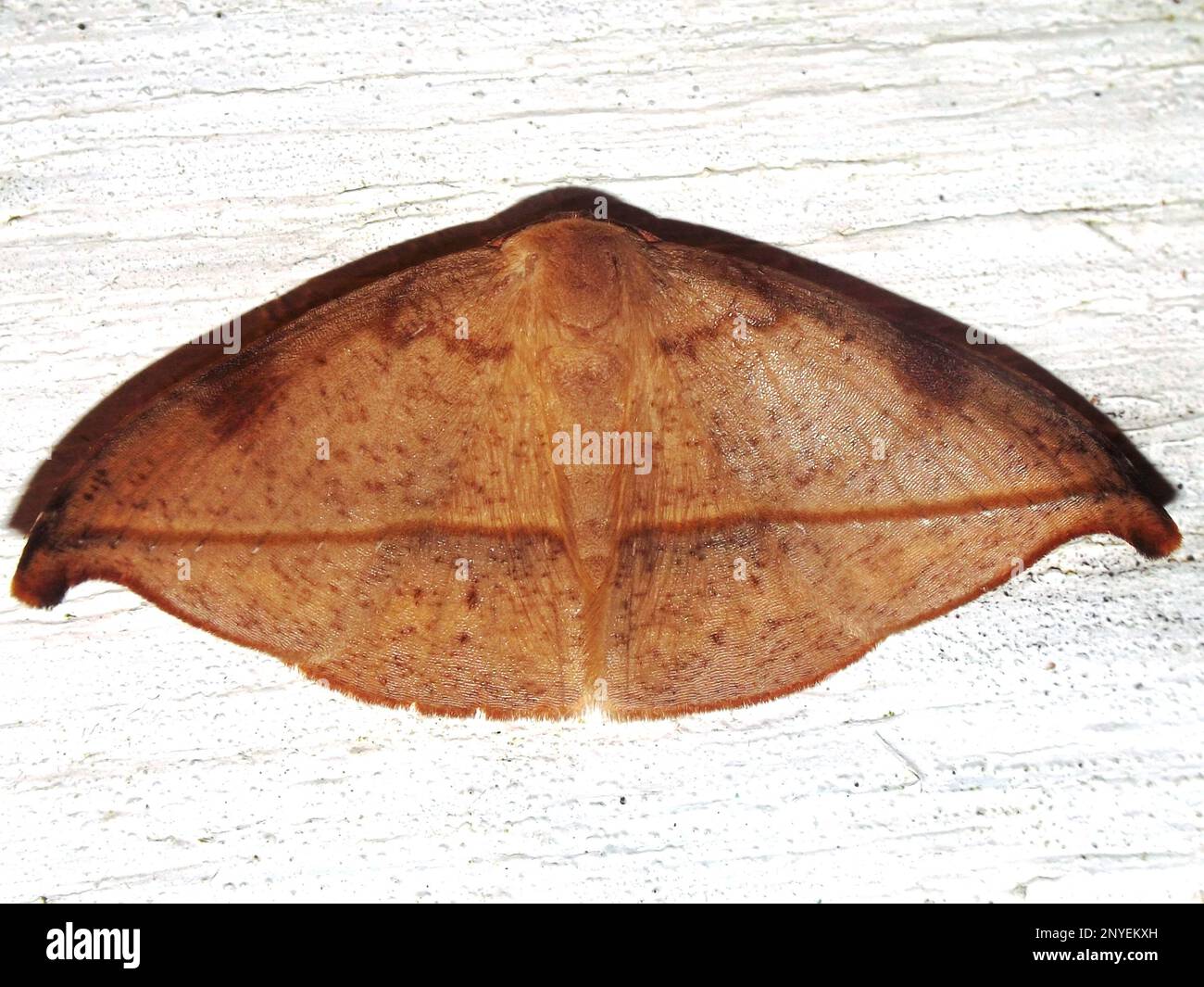 Geometridae (falena geometrica) specie indeterminate isolate su sfondo bianco dalla giungla del Belize, America Centrale Foto Stock