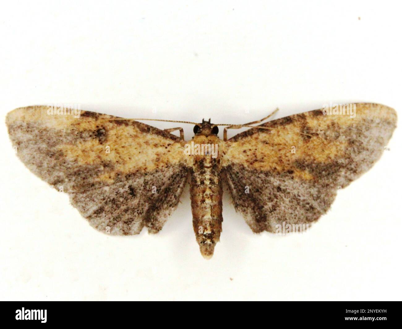 Geometridae (falena geometrica) specie indeterminate isolate su sfondo bianco dalla giungla del Belize, America Centrale Foto Stock