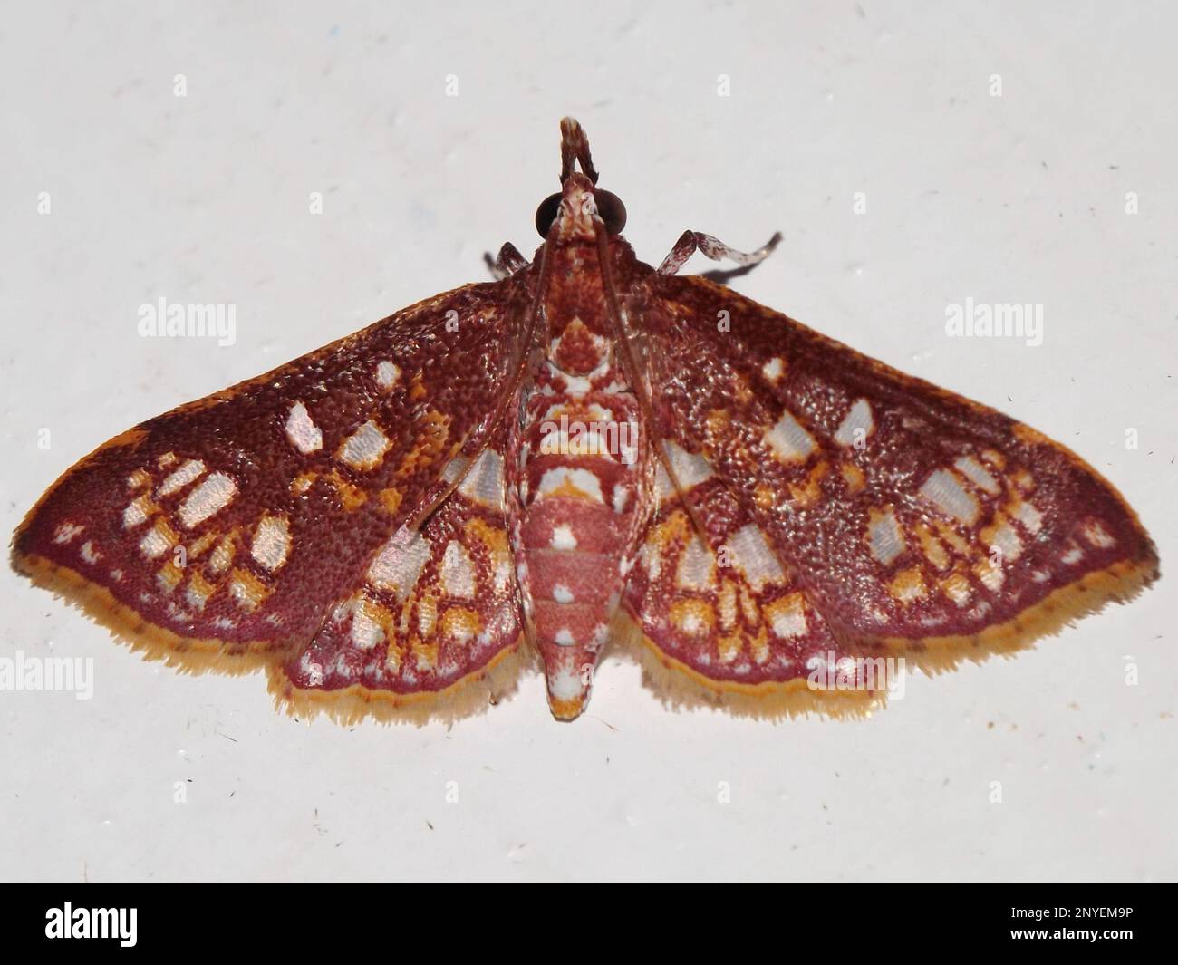 Erba falena (famiglia Crambidaae) specie indeterminate isolate su uno sfondo bianco dalla giungla del Belize Foto Stock