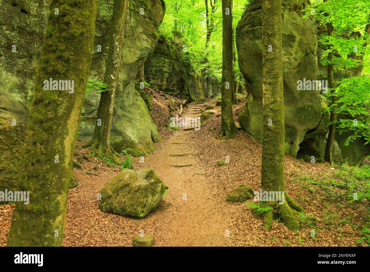 Il labirinto roccioso sul sentiero Mullerthal, Lussemburgo Foto Stock