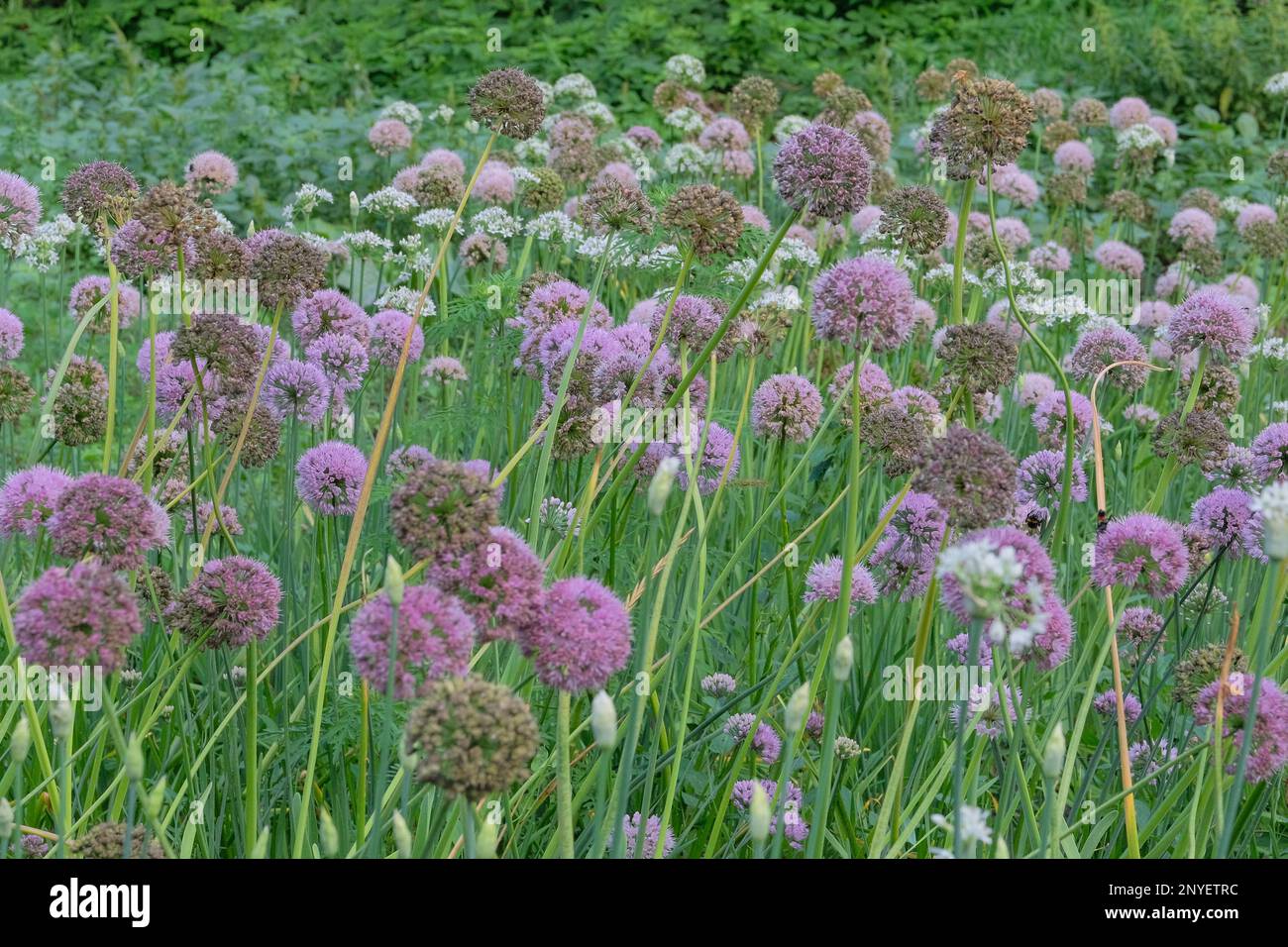 Fiori di cipolla viola in agricoltura e raccolta. Ortaggi coltivati in un giardino rurale. Vegetali crescenti in casa. Foto Stock