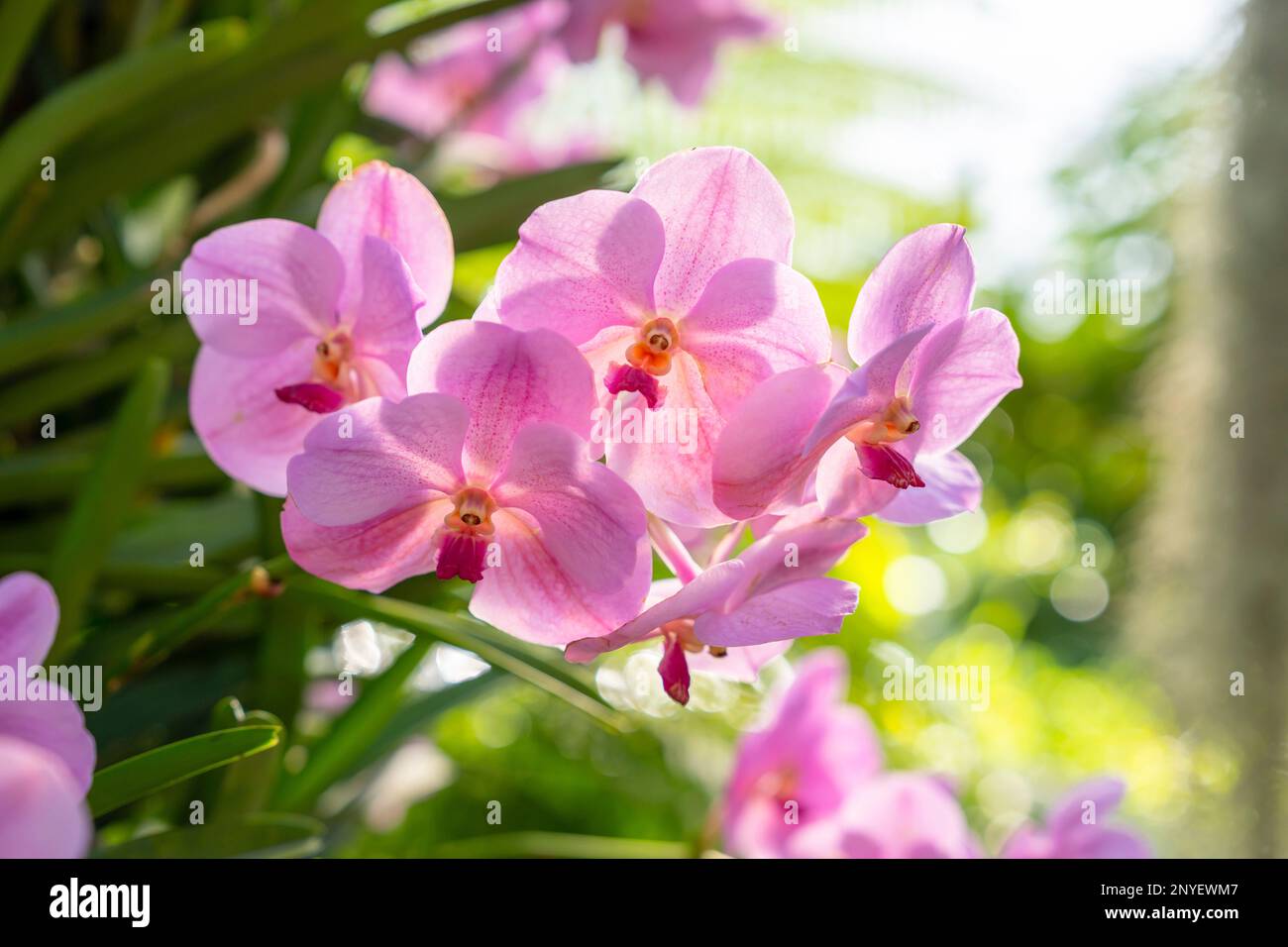 Orchidee di colore fucsia su grande albero con fondo verde chiaro con bokeh Foto Stock