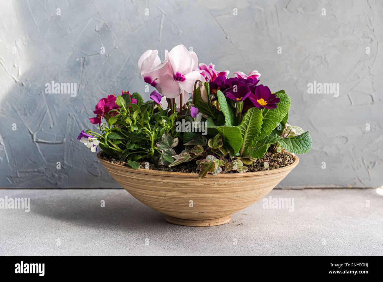 Composizione floreale primaverile con brillanti fiori di ciclamino nel vaso Foto Stock