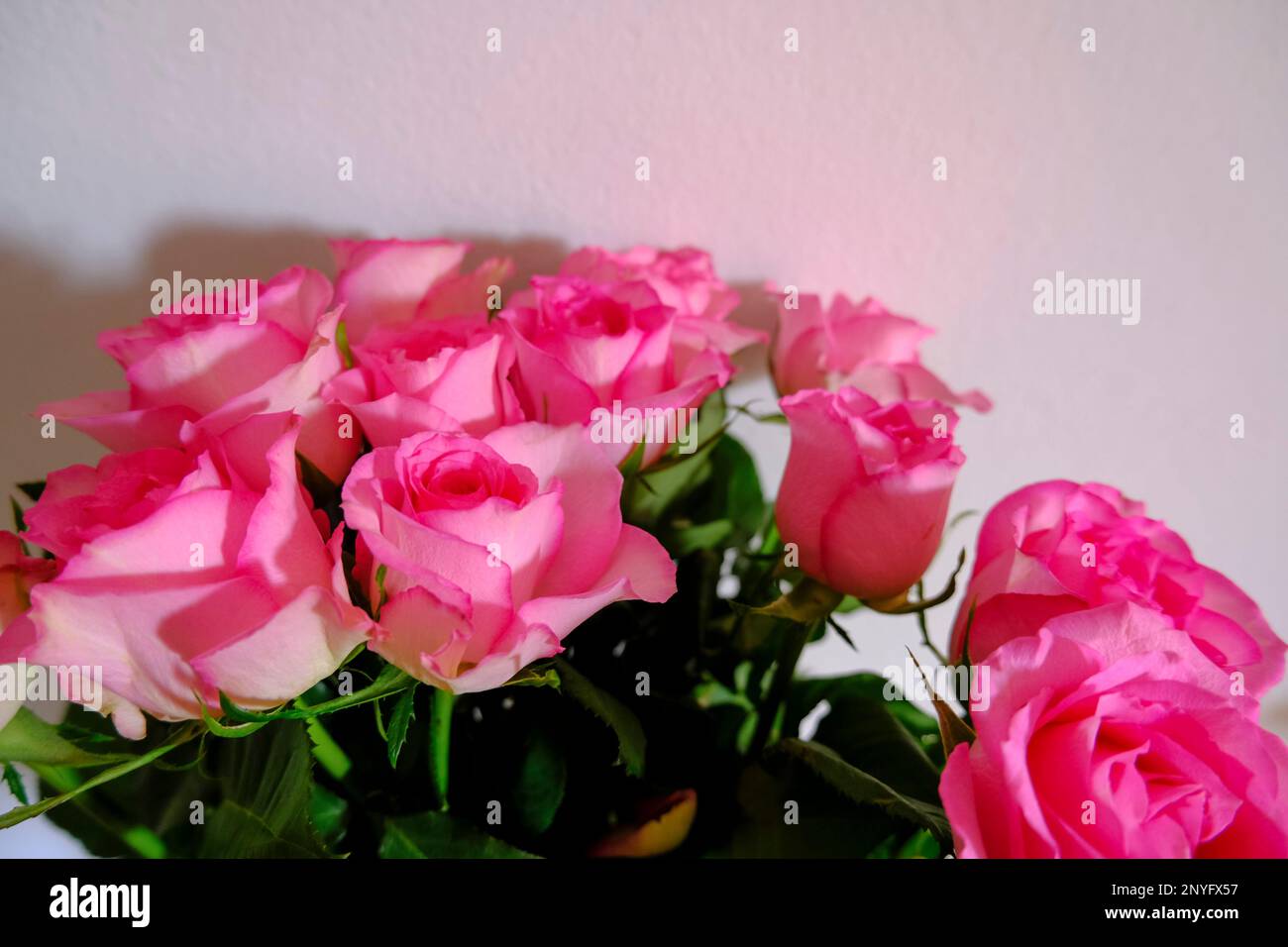bouquet di rose rosa su sfondo bianco. Disegno di cartolina. 8 marzo, Card della Festa della mamma Foto Stock